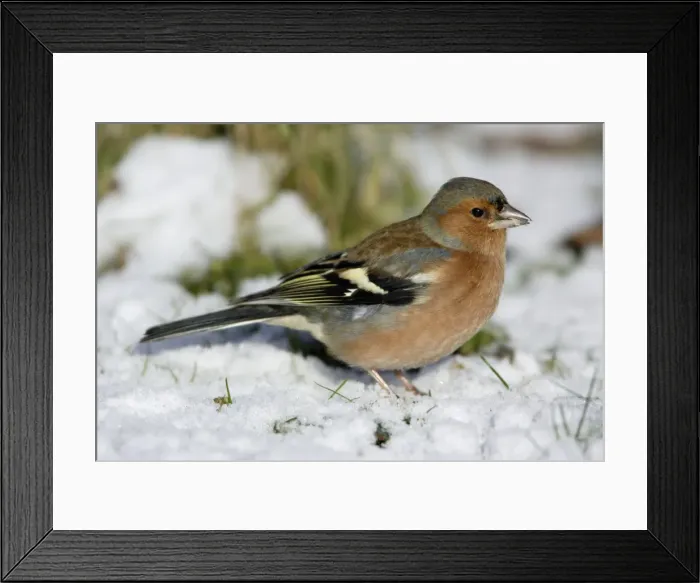 Framed Print : Chaffinch - On ground in snow Framed Print : Chaffinch - On ground in snow