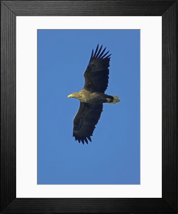 Framed Print : White-Tailed Eagle - In flight Lower Saxony, Germany Framed Print : White-Tailed Eagle - In flight Lower Saxony, Germany
