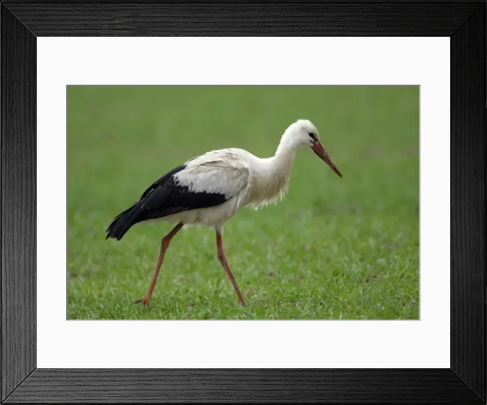 Framed Print : White Stork - On arable field searching for food. Lower Saxony, Gremany Framed Print : White Stork - On arable field searching for food. Lower Saxony, Gremany