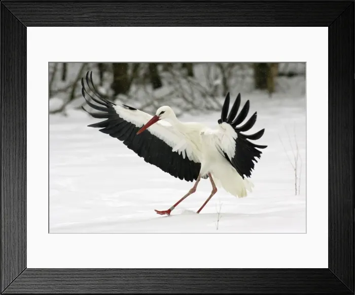 Framed Print : White Stork - Landing in snow at breeding grounds in april. Hessen, Germany Framed Print : White Stork - Landing in snow at breeding grounds in april. Hessen, Germany