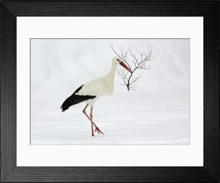 Framed Print : White Stork - Collecting nest material in snow at breeding grounds in april. Hessen, Germany Framed Print : White Stork - Collecting nest material in snow at breeding grounds in april. Hessen, Germany