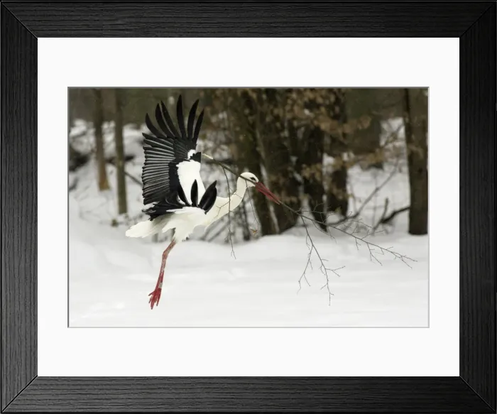 Framed Print : White Stork - Flying with nest material in snow at breeding grounds in april. Hessen, Germany Framed Print : White Stork - Flying with nest material in snow at breeding grounds in april. Hessen, Germany