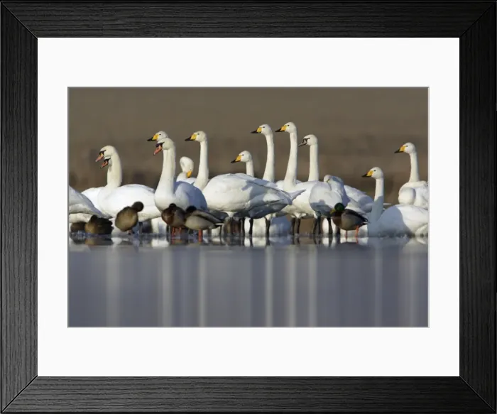 Framed Print : Mute and Whooper Swans (Cygnus cygnus) - Resting on frozen lake in winter. Lower Saxony, Germany Framed Print : Mute and Whooper Swans (Cygnus cygnus) - Resting on frozen lake in winter. Lower Saxony, Germany