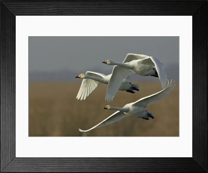 Framed Print : Whooper Swans - Flying over winter resting grounds. Lower Saxony, Germany Framed Print : Whooper Swans - Flying over winter resting grounds. Lower Saxony, Germany