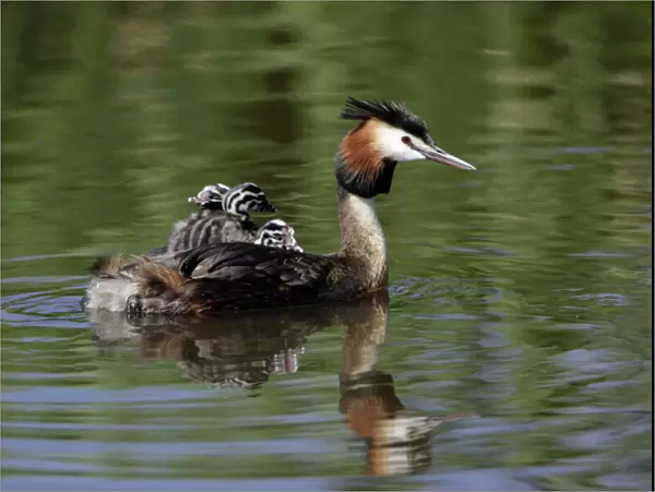 Great Crested Grebe - Female transporting 3 chicks on her back Island of Texel, Holland