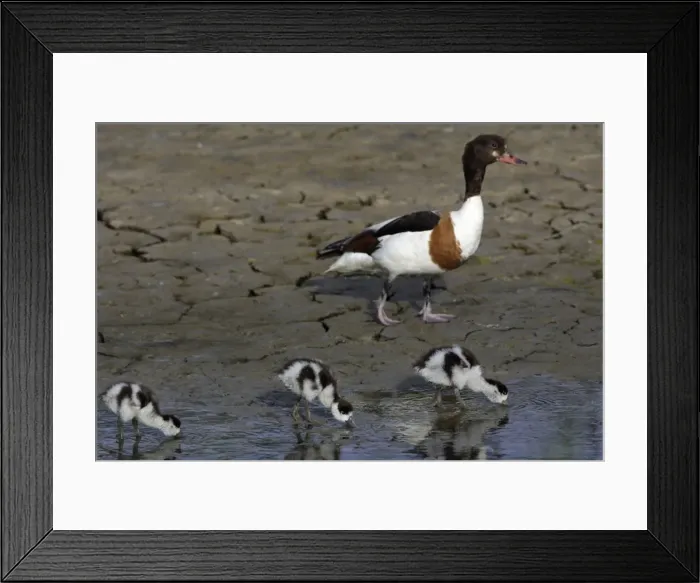 Framed Print : Shelduck - Female with 3 ducklings, feeding Island Texel, Holland Framed Print : Shelduck - Female with 3 ducklings, feeding Island Texel, Holland