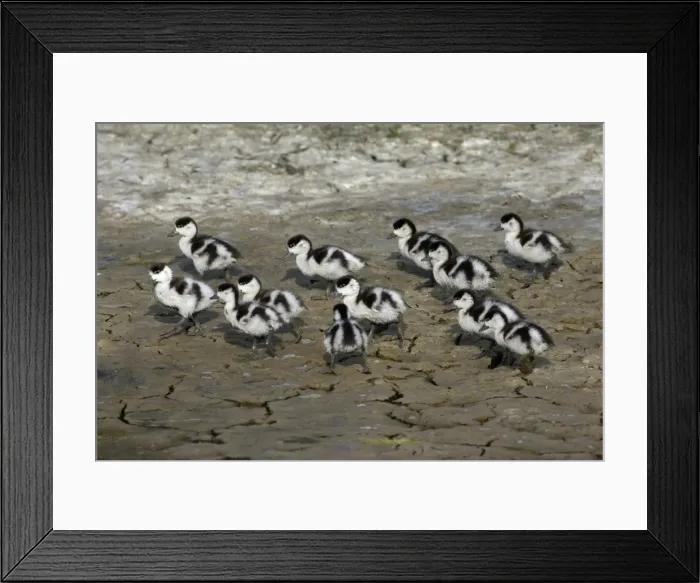 Framed Print : Shelduck - 13 ducklings on seashore Island Texel, Holland Framed Print : Shelduck - 13 ducklings on seashore Island Texel, Holland