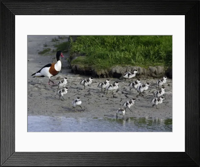 Framed Print : Shelduck - Male adult with ducklings on seashore Island Texel, Holland Framed Print : Shelduck - Male adult with ducklings on seashore Island Texel, Holland