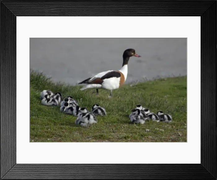 Framed Print : Shelduck - Adult female watching over resting ducklings Island Texel, Holland Framed Print : Shelduck - Adult female watching over resting ducklings Island Texel, Holland