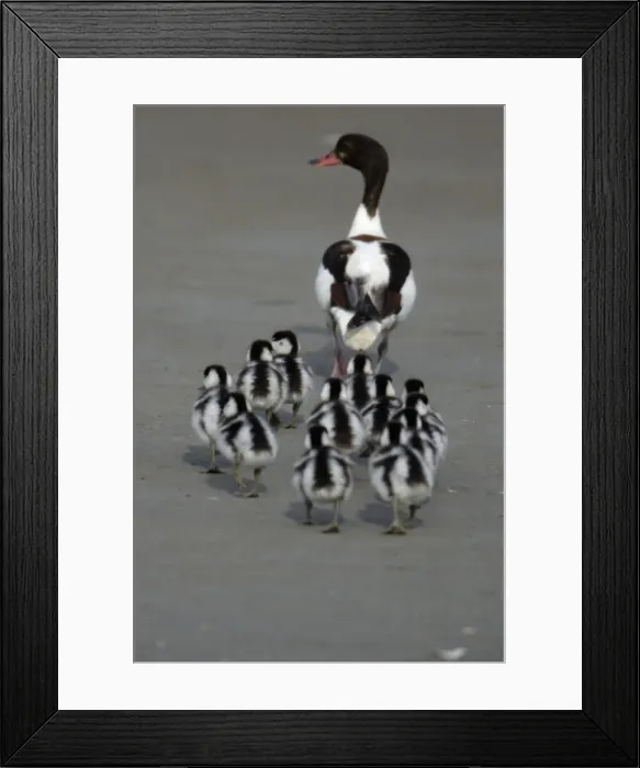 Framed Print : Shelduck - Adult female with ducklings on mudflats Island Texel, Holland Framed Print : Shelduck - Adult female with ducklings on mudflats Island Texel, Holland