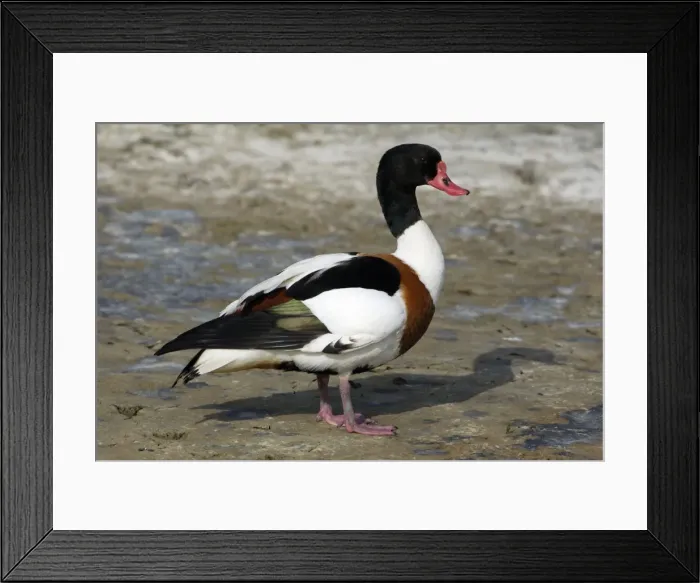 Framed Print : Shelduck - Adult Male, resting Island Texel, Holland