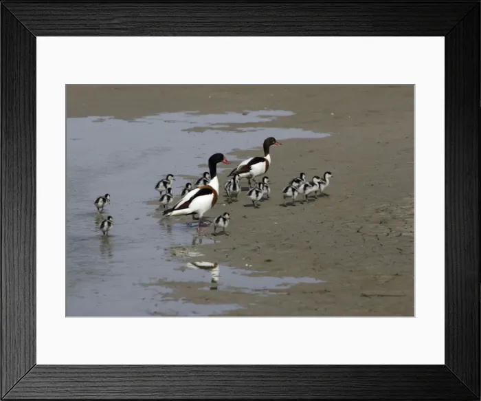 Framed Print : Shelduck - Parent birds with ducklings on mudflats Island Texel, Holland Framed Print : Shelduck - Parent birds with ducklings on mudflats Island Texel, Holland