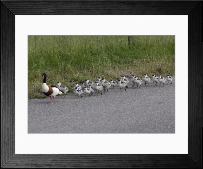 Framed Print : Shelduck - Adult male leading ducklings along coast road Island Texel, Holland Framed Print : Shelduck - Adult male leading ducklings along coast road Island Texel, Holland