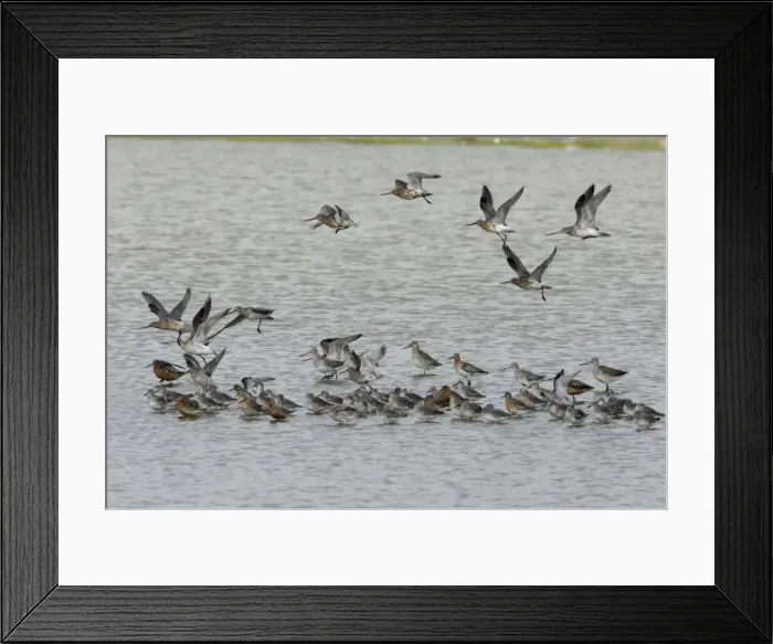 Framed Print : Bar-Taied Godwit - and Knot taking flight from sea shore, June Isle of Texel, Holland Framed Print : Bar-Taied Godwit - and Knot taking flight from sea shore, June Isle of Texel, Holland