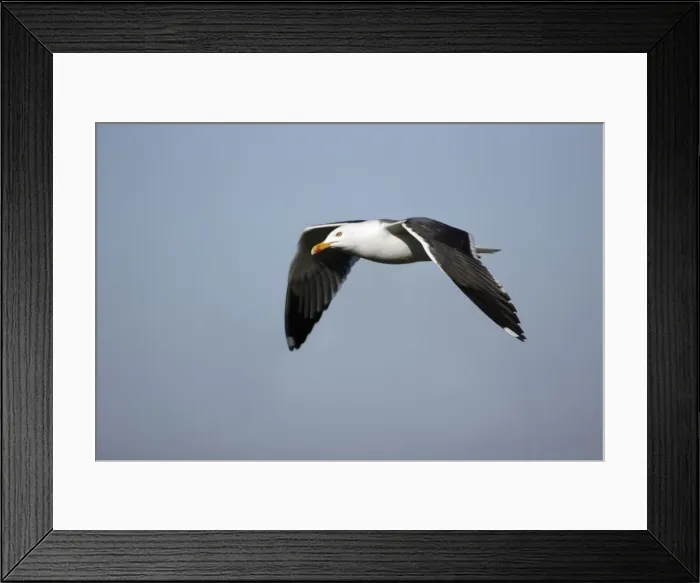 Framed Print : Great Black-back Gull - In flight Isle of Texel, Holland