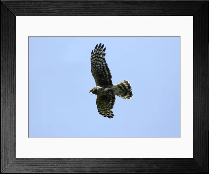 Framed Print : Hen Harrier - Female calling in flight, with prey in talons Isle of Texel, Hoilland Framed Print : Hen Harrier - Female calling in flight, with prey in talons Isle of Texel, Hoilland