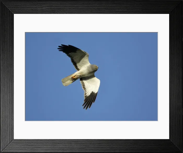 Framed Print : Hen Harrier - Male in flight Isle of Texel, Holland