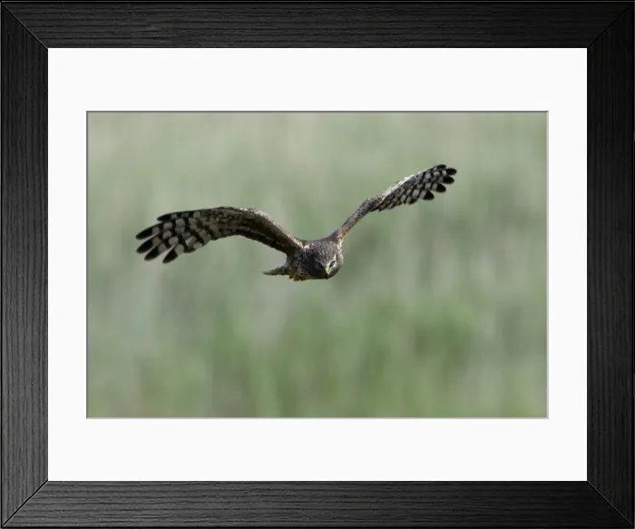 Framed Print : Hen Harrier - Female in flight, hunting over meadow Isle of Texel, Holland Framed Print : Hen Harrier - Female in flight, hunting over meadow Isle of Texel, Holland