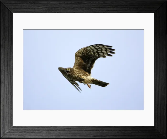 Framed Print : Hen Harrier-Female- calling in flight, with prey in talons Isle of Texel, Holland Framed Print : Hen Harrier-Female- calling in flight, with prey in talons Isle of Texel, Holland