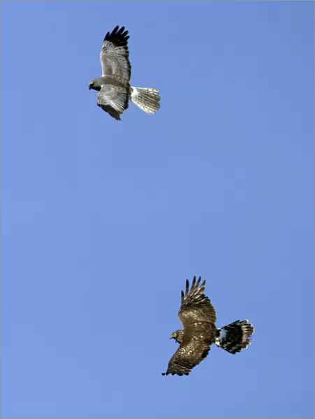 Hen Harrier - Male and female in flight over breeding territory Isle of Texel, Holland