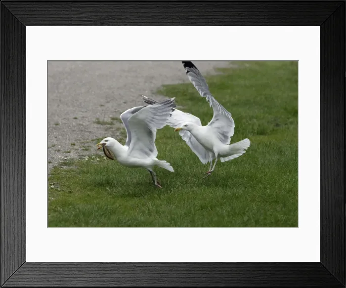 Framed Print : Herring Gull - Two birds fighting over food Isle of Texel, Holland Framed Print : Herring Gull - Two birds fighting over food Isle of Texel, Holland