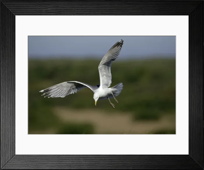 Framed Print : Herring Gull - In flight, about to land Isle of Texel, Holland Framed Print : Herring Gull - In flight, about to land Isle of Texel, Holland