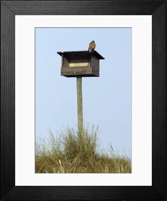 Framed Print : Kestrel - Male sitting on nesting box in sand dunes Isle of Texel, Holland Framed Print : Kestrel - Male sitting on nesting box in sand dunes Isle of Texel, Holland