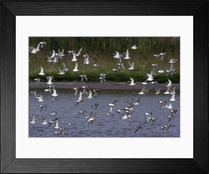 Framed Print : Knot - Flock flying northwards along coast, in spring Isle of Texel, Holland Framed Print : Knot - Flock flying northwards along coast, in spring Isle of Texel, Holland