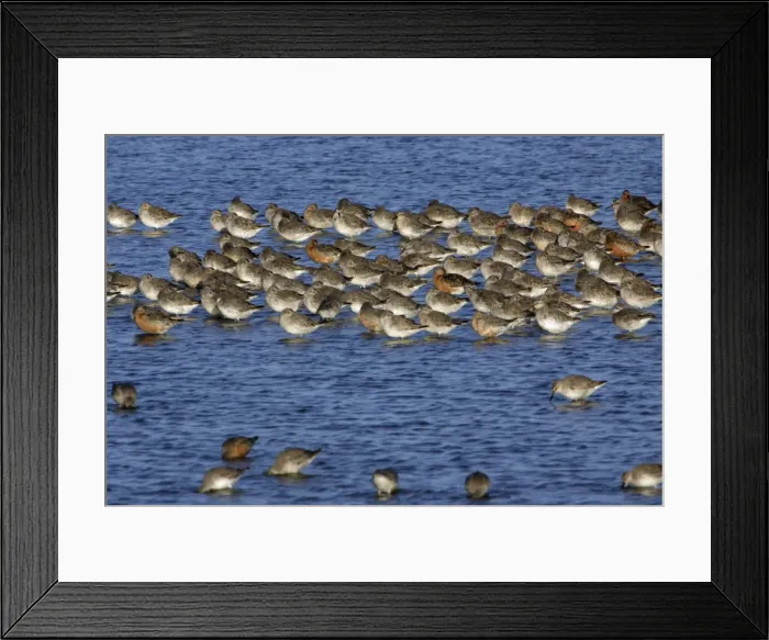 Framed Print : Knot - Flock resting during spring migration Isle of Texel, Holland Framed Print : Knot - Flock resting during spring migration Isle of Texel, Holland