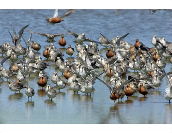 Knot - Flock resting and preening, during spring migration Isle of Texel, Holland