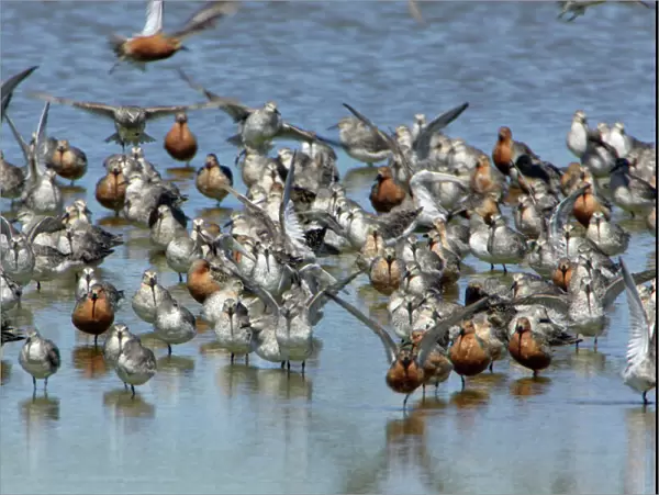 Knot - Flock resting and preening, during spring migration Isle of Texel, Holland