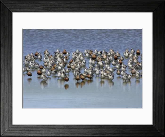 Framed Print : Knot - Flock resting during spring migration Isle of Texel, Holland Framed Print : Knot - Flock resting during spring migration Isle of Texel, Holland