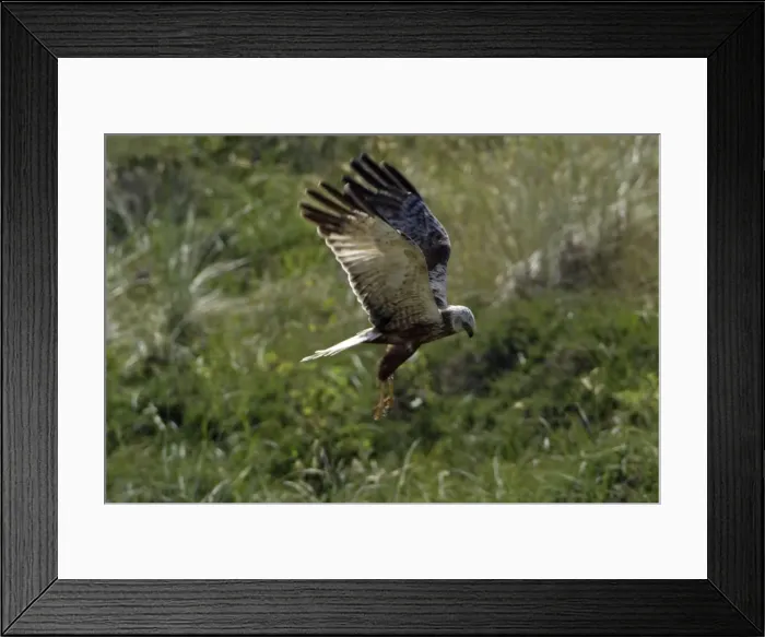 Framed Print : Marsh Harrier - Immature bird in flight, hunting Isle of Texel, Holland Framed Print : Marsh Harrier - Immature bird in flight, hunting Isle of Texel, Holland