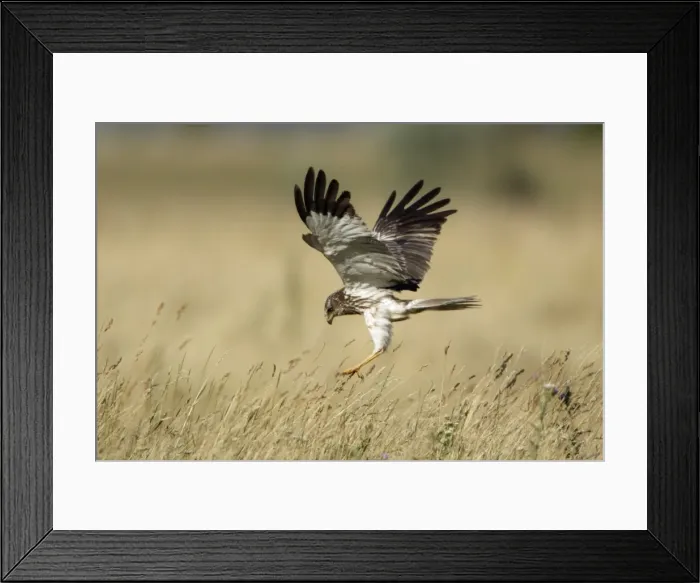 Framed Print : Marsh Harrier - Male in flight, diving on prey Isle of Texel, Holland Framed Print : Marsh Harrier - Male in flight, diving on prey Isle of Texel, Holland