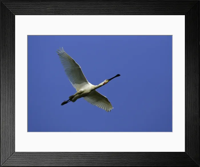 Framed Print : Spoonbill - Mature bird In flight Isle of Texel, Holland Framed Print : Spoonbill - Mature bird In flight Isle of Texel, Holland