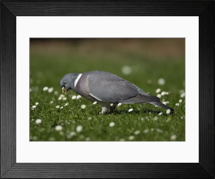 Framed Print : Woodpigeon - Eating clover on garden lawn Lower Saxony, Germany Framed Print : Woodpigeon - Eating clover on garden lawn Lower Saxony, Germany