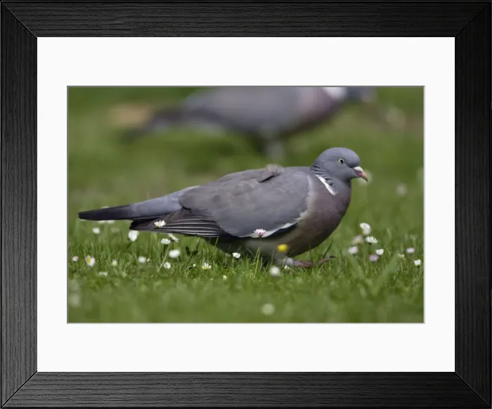 Framed Print : Woodpigeon - On garden lawn Lower Saxony, Germany