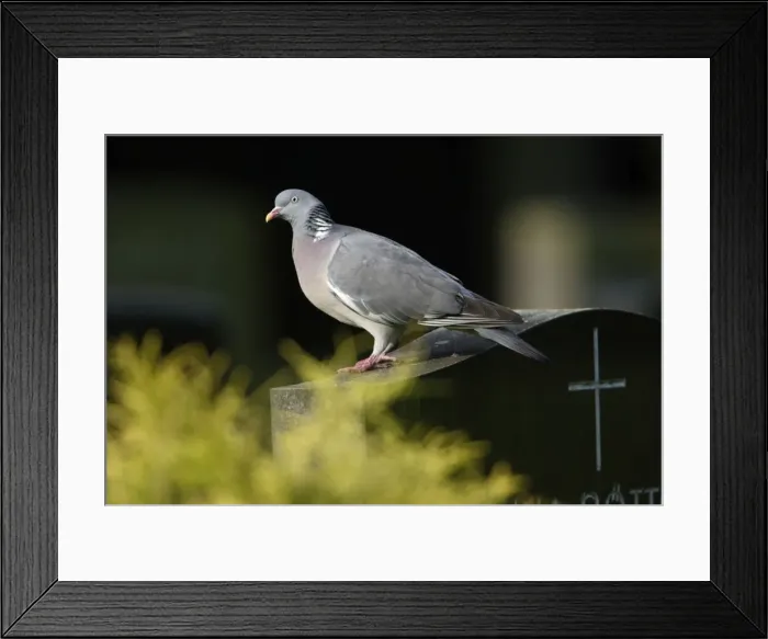 Framed Print : Woodpigeon - On gravestone in cemetery Lower Saxony, Germany Framed Print : Woodpigeon - On gravestone in cemetery Lower Saxony, Germany