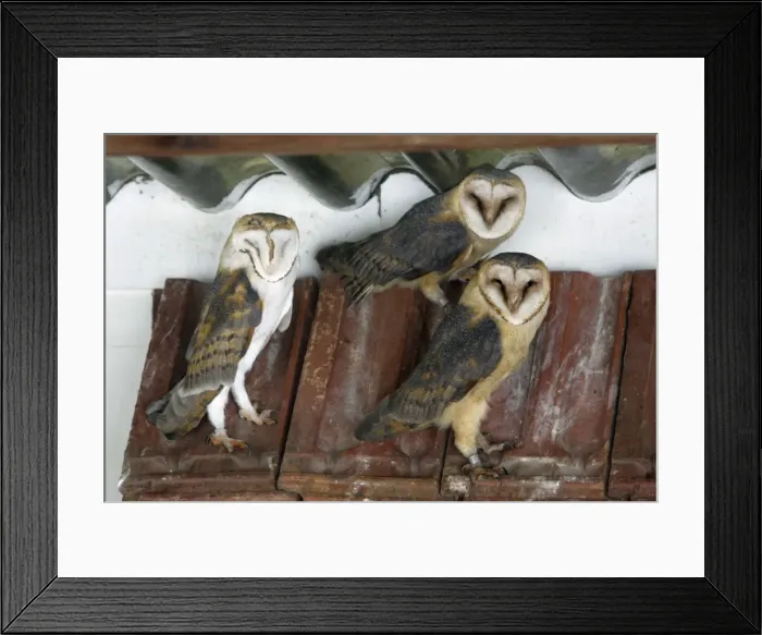 Framed Print : Barn Owls - roosting in disused cow shed Lower Saxony, Germany Framed Print : Barn Owls - roosting in disused cow shed Lower Saxony, Germany