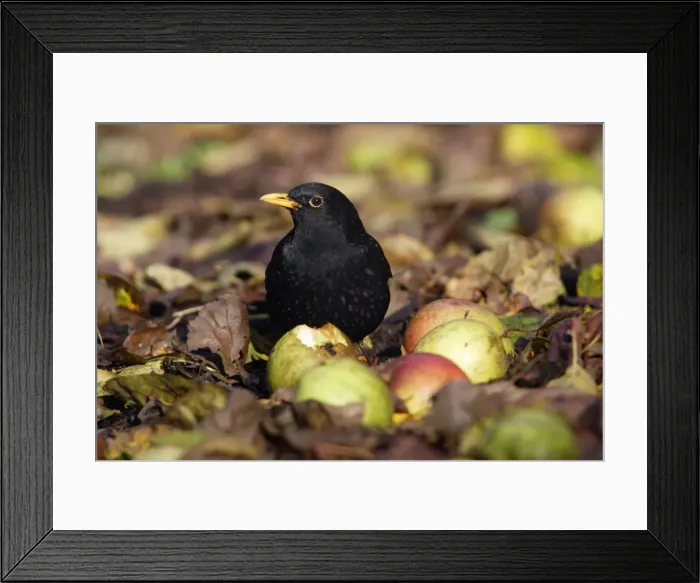 Framed Print : Blackbird - Male feeding on apples in orchard Lower Saxony, Germany Framed Print : Blackbird - Male feeding on apples in orchard Lower Saxony, Germany
