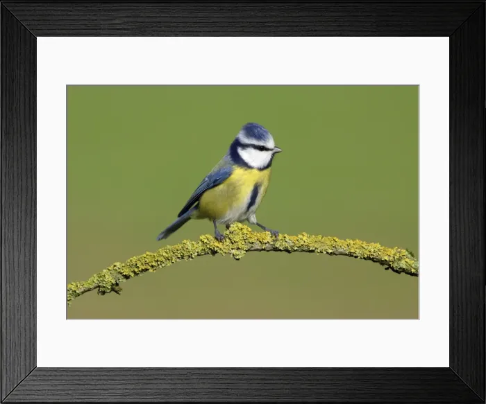 Framed Print : Blue Tit - on branch in garden Lower Saxony, Germany Framed Print : Blue Tit - on branch in garden Lower Saxony, Germany