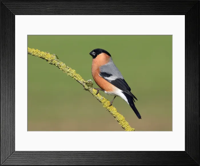 Framed Print : Bullfinch - Male on branch Lower Saxony, Germany Framed Print : Bullfinch - Male on branch Lower Saxony, Germany