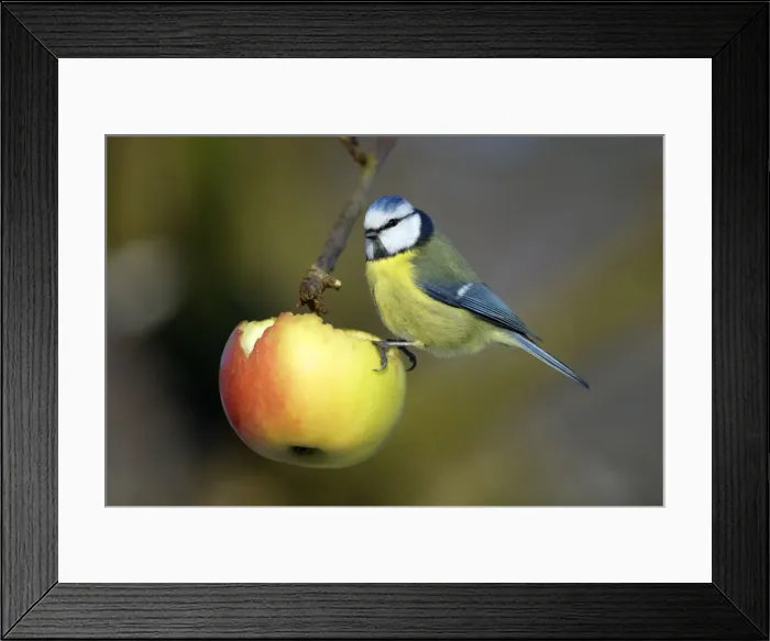 Framed Print : Blue Tit - Feeding on apple in garden Lower Saxony, Germany Framed Print : Blue Tit - Feeding on apple in garden Lower Saxony, Germany