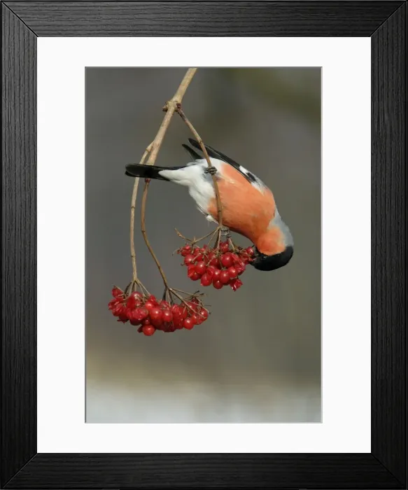 Framed Print : Bullfinch - male eating berries in winter Lower Saxony, Germany Framed Print : Bullfinch - male eating berries in winter Lower Saxony, Germany