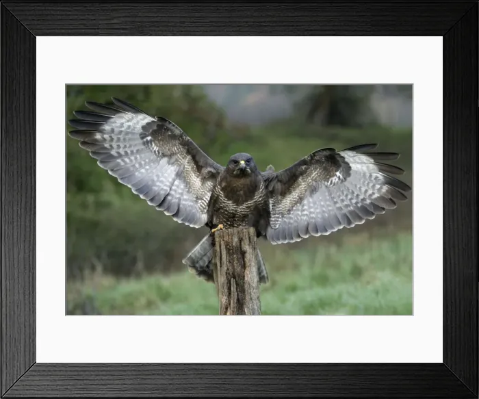 Framed Print : Buzzard - Landing on post Lower Saxony, Germany Framed Print : Buzzard - Landing on post Lower Saxony, Germany