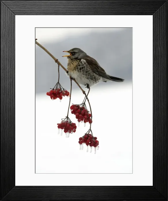 Framed Print : Fieldfare - Eating frozen berries in winter Lower Saxony, Germany Framed Print : Fieldfare - Eating frozen berries in winter Lower Saxony, Germany