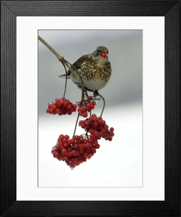 Framed Print : Fieldfare - Eating frozen berries in winter Lower Saxony, Germany Framed Print : Fieldfare - Eating frozen berries in winter Lower Saxony, Germany