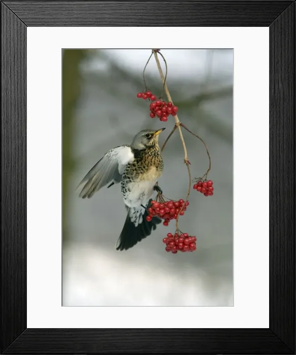Framed Print : Fieldfare - Eating berries in winter Lower Saxony, Germany Framed Print : Fieldfare - Eating berries in winter Lower Saxony, Germany