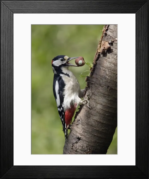 Framed Print : Great Spotted Woodpecker - male feeding on hazel nuts in garden Lower Saxony, Germany Framed Print : Great Spotted Woodpecker - male feeding on hazel nuts in garden Lower Saxony, Germany