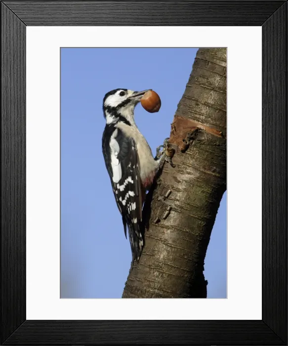 Framed Print : Great Spotted Woodpecker - Male feeding on hazel nuts in garden Lower Saxony, Germany Framed Print : Great Spotted Woodpecker - Male feeding on hazel nuts in garden Lower Saxony, Germany